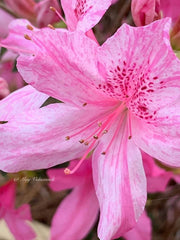 - Azalea 'North Lake Beauty’ Pink Variegated Azalea - Mr Maple │ Buy Japanese Maple Trees