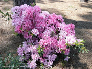 - Azalea 'North Lake Beauty’ Pink Variegated Azalea - Mr Maple │ Buy Japanese Maple Trees