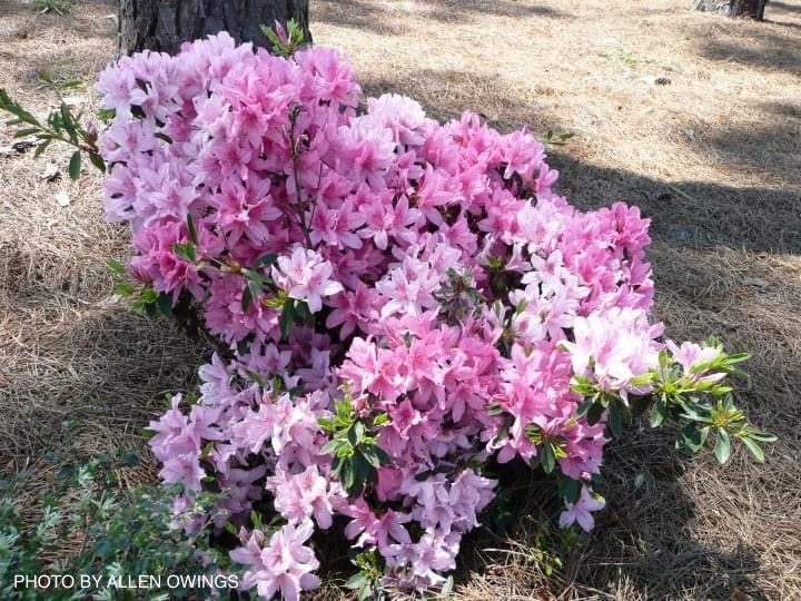 - Azalea 'North Lake Beauty’ Pink Variegated Azalea - Mr Maple │ Buy Japanese Maple Trees
