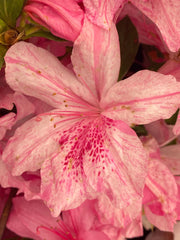 - Azalea 'North Lake Beauty’ Pink Variegated Azalea - Mr Maple │ Buy Japanese Maple Trees