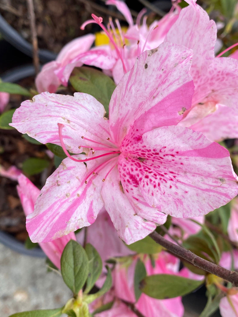 - Azalea 'North Lake Beauty’ Pink Variegated Azalea - Mr Maple │ Buy Japanese Maple Trees