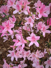 - Azalea 'North Lake Beauty’ Pink Variegated Azalea - Mr Maple │ Buy Japanese Maple Trees