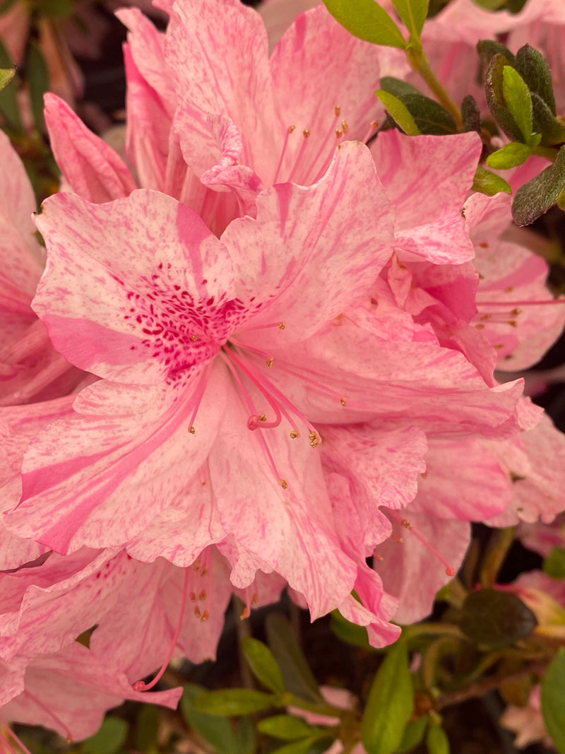 - Azalea 'North Lake Beauty’ Pink Variegated Azalea - Mr Maple │ Buy Japanese Maple Trees