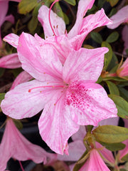 - Azalea 'North Lake Beauty’ Pink Variegated Azalea - Mr Maple │ Buy Japanese Maple Trees