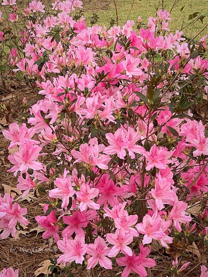 - Azalea 'North Lake Beauty’ Pink Variegated Azalea - Mr Maple │ Buy Japanese Maple Trees