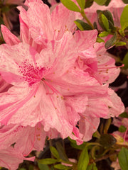 - Azalea 'North Lake Beauty’ Pink Variegated Azalea - Mr Maple │ Buy Japanese Maple Trees