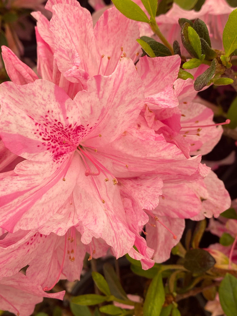 - Azalea 'North Lake Beauty’ Pink Variegated Azalea - Mr Maple │ Buy Japanese Maple Trees