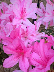 - Azalea 'North Lake Beauty’ Pink Variegated Azalea - Mr Maple │ Buy Japanese Maple Trees