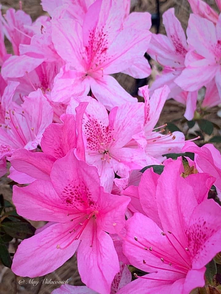 - Azalea 'North Lake Beauty’ Pink Variegated Azalea - Mr Maple │ Buy Japanese Maple Trees
