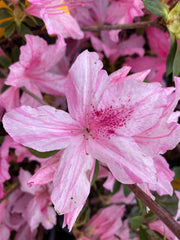 - Azalea 'North Lake Beauty’ Pink Variegated Azalea - Mr Maple │ Buy Japanese Maple Trees