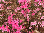 - Azalea 'North Lake Beauty’ Pink Variegated Azalea - Mr Maple │ Buy Japanese Maple Trees