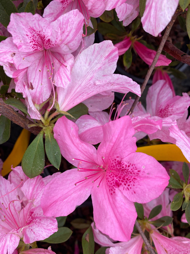 - Azalea 'North Lake Beauty’ Pink Variegated Azalea - Mr Maple │ Buy Japanese Maple Trees