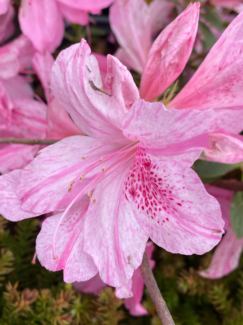 - Azalea 'North Lake Beauty’ Pink Variegated Azalea - Mr Maple │ Buy Japanese Maple Trees