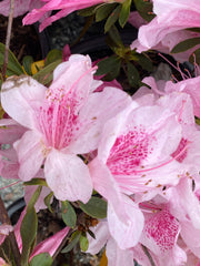 - Azalea 'North Lake Beauty’ Pink Variegated Azalea - Mr Maple │ Buy Japanese Maple Trees