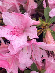 - Azalea 'North Lake Beauty’ Pink Variegated Azalea - Mr Maple │ Buy Japanese Maple Trees