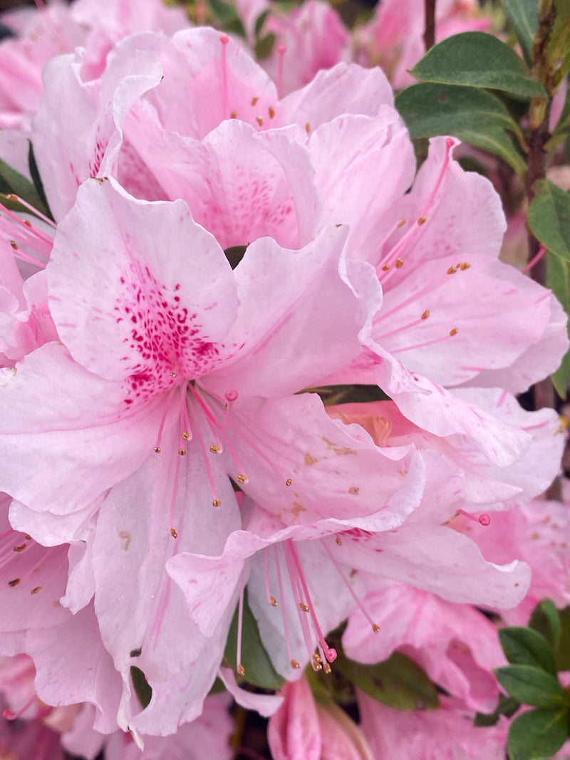 - Azalea 'North Lake Beauty’ Pink Variegated Azalea - Mr Maple │ Buy Japanese Maple Trees