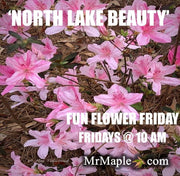 - Azalea 'North Lake Beauty’ Pink Variegated Azalea - Mr Maple │ Buy Japanese Maple Trees