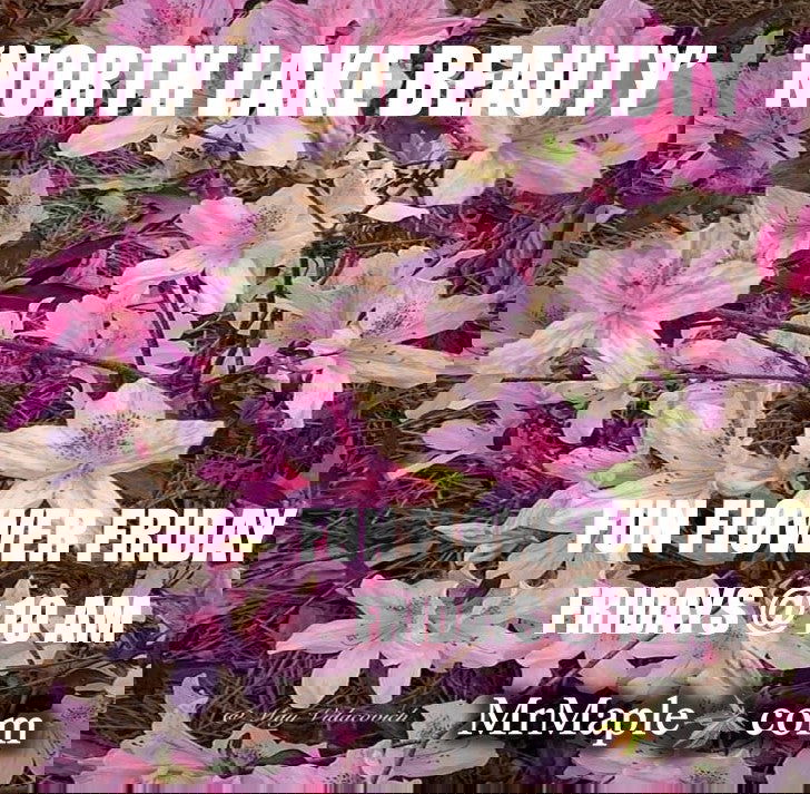 - Azalea 'North Lake Beauty’ Pink Variegated Azalea - Mr Maple │ Buy Japanese Maple Trees