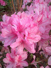 - Azalea 'North Lake Beauty’ Pink Variegated Azalea - Mr Maple │ Buy Japanese Maple Trees