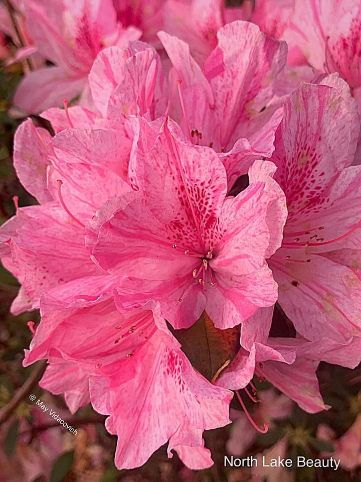 - Azalea 'North Lake Beauty’ Pink Variegated Azalea - Mr Maple │ Buy Japanese Maple Trees