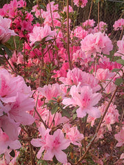 - Azalea 'North Lake Beauty’ Pink Variegated Azalea - Mr Maple │ Buy Japanese Maple Trees
