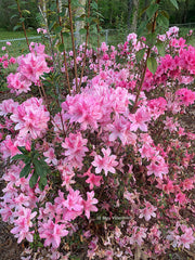 - Azalea 'North Lake Beauty’ Pink Variegated Azalea - Mr Maple │ Buy Japanese Maple Trees