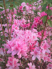- Azalea 'North Lake Beauty’ Pink Variegated Azalea - Mr Maple │ Buy Japanese Maple Trees
