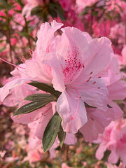 - Azalea 'North Lake Beauty’ Pink Variegated Azalea - Mr Maple │ Buy Japanese Maple Trees