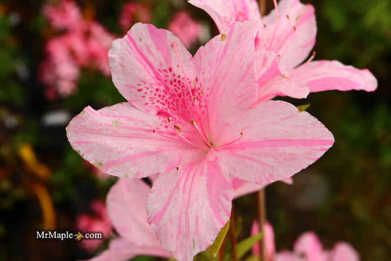 - Azalea 'North Lake Beauty’ Pink Variegated Azalea - Mr Maple │ Buy Japanese Maple Trees