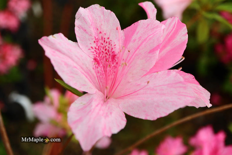- Azalea 'North Lake Beauty’ Pink Variegated Azalea - Mr Maple │ Buy Japanese Maple Trees