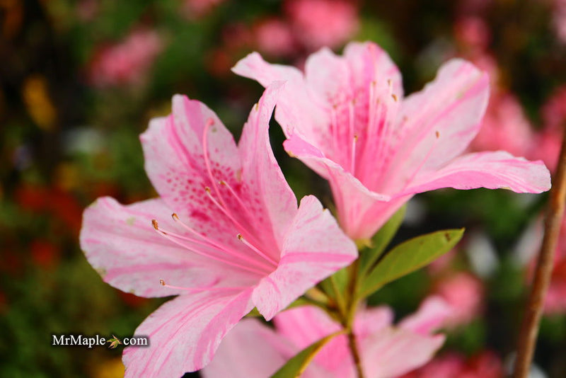 - Azalea 'North Lake Beauty’ Pink Variegated Azalea - Mr Maple │ Buy Japanese Maple Trees