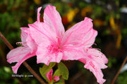 - Azalea 'North Lake Beauty’ Pink Variegated Azalea - Mr Maple │ Buy Japanese Maple Trees