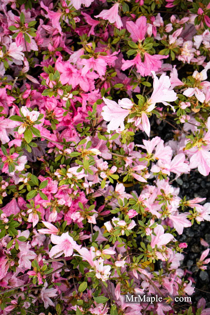 - Azalea 'North Lake Beauty’ Pink Variegated Azalea - Mr Maple │ Buy Japanese Maple Trees