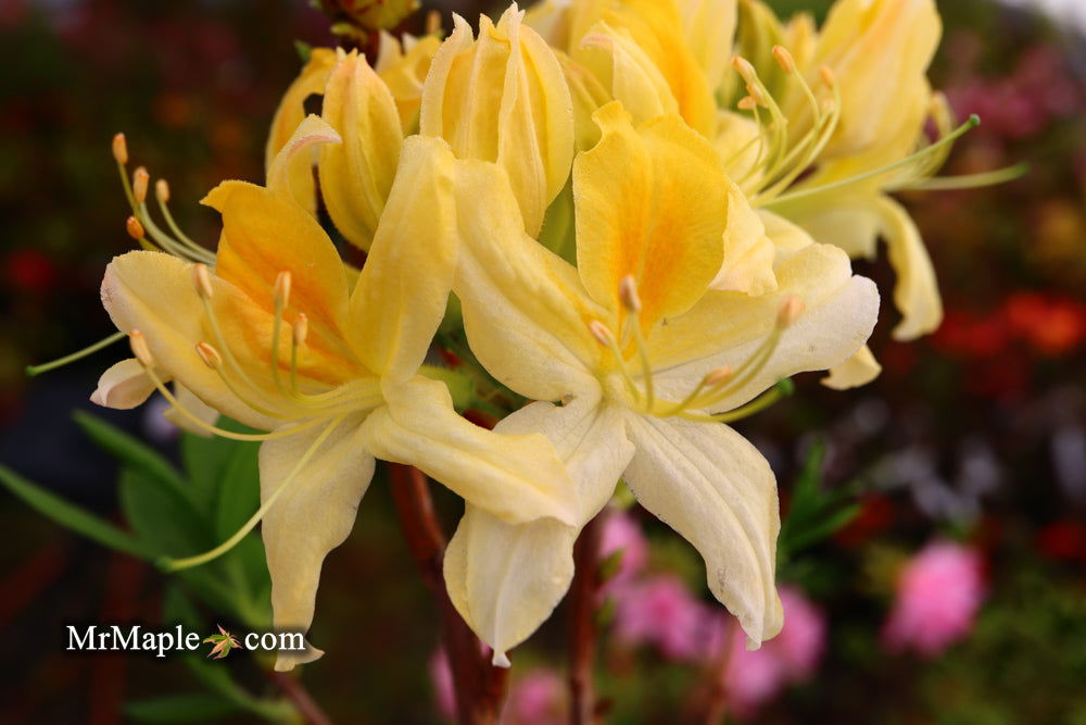 - Azalea 'Northern Hi-Lights’ White Flowers Deciduous Azalea - Mr Maple │ Buy Japanese Maple Trees