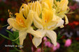 - Azalea 'Northern Hi-Lights’ White Flowers Deciduous Azalea - Mr Maple │ Buy Japanese Maple Trees