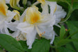 - Azalea 'Northern Hi-Lights’ White Flowers Deciduous Azalea - Mr Maple │ Buy Japanese Maple Trees