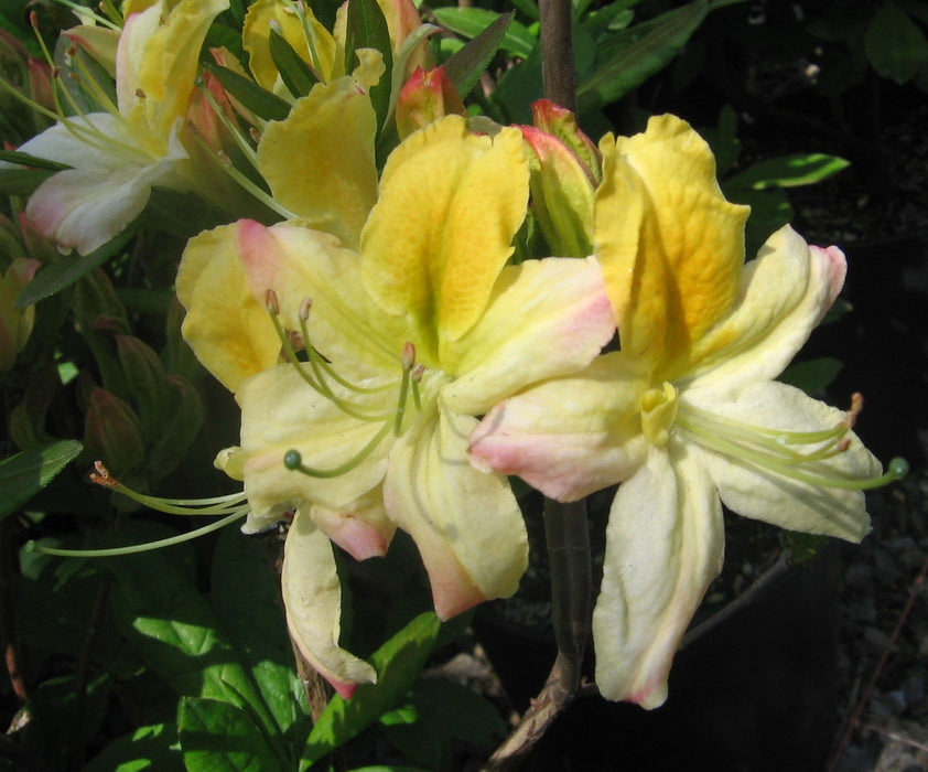 - Azalea 'Northern Hi-Lights’ White Flowers Deciduous Azalea - Mr Maple │ Buy Japanese Maple Trees