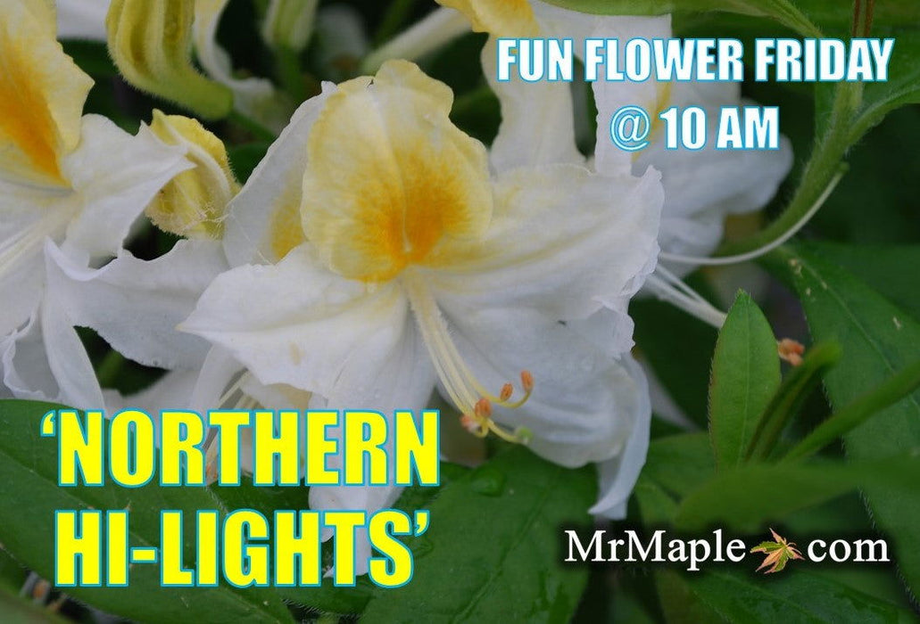 - Azalea 'Northern Hi-Lights’ White Flowers Deciduous Azalea - Mr Maple │ Buy Japanese Maple Trees