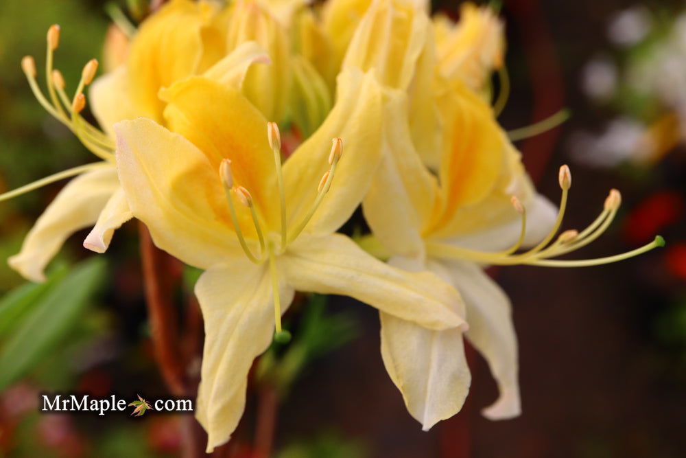 - Azalea 'Northern Hi-Lights’ White Flowers Deciduous Azalea - Mr Maple │ Buy Japanese Maple Trees