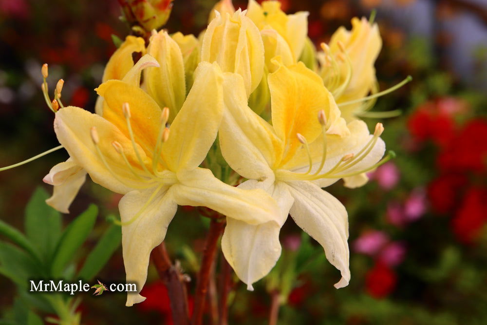 - Azalea 'Northern Hi-Lights’ White Flowers Deciduous Azalea - Mr Maple │ Buy Japanese Maple Trees