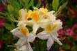 - Azalea 'Northern Hi-Lights’ White Flowers Deciduous Azalea - Mr Maple │ Buy Japanese Maple Trees