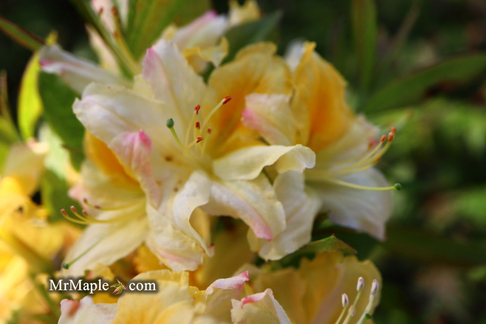 - Azalea 'Northern Hi-Lights’ White Flowers Deciduous Azalea - Mr Maple │ Buy Japanese Maple Trees