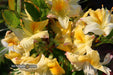 - Azalea 'Northern Hi-Lights’ White Flowers Deciduous Azalea - Mr Maple │ Buy Japanese Maple Trees