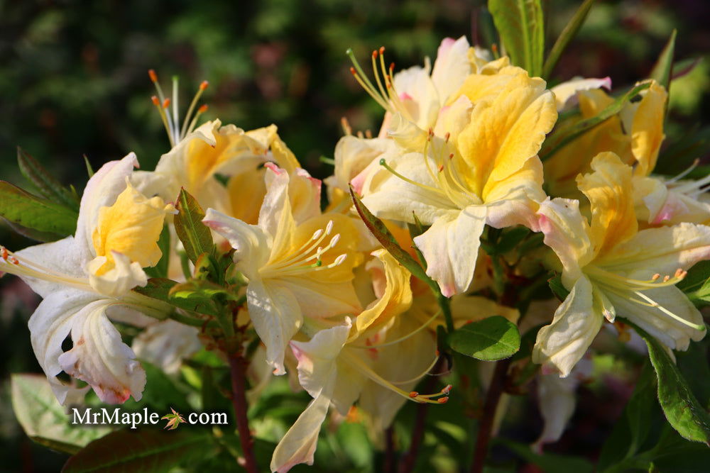 - Azalea 'Northern Hi-Lights’ White Flowers Deciduous Azalea - Mr Maple │ Buy Japanese Maple Trees