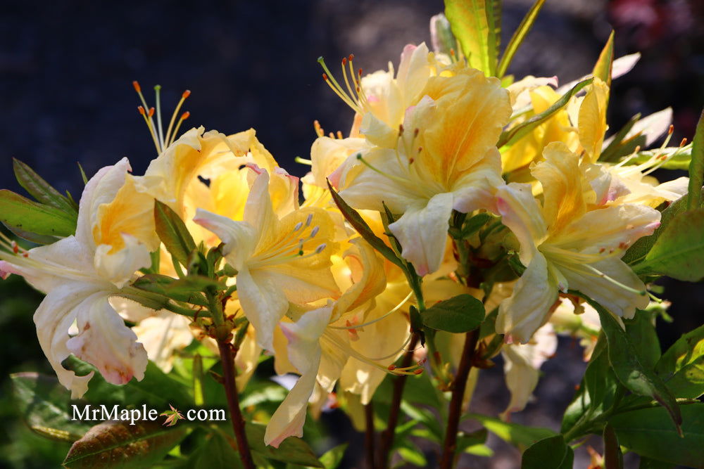 - Azalea 'Northern Hi-Lights’ White Flowers Deciduous Azalea - Mr Maple │ Buy Japanese Maple Trees