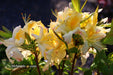 - Azalea 'Northern Hi-Lights’ White Flowers Deciduous Azalea - Mr Maple │ Buy Japanese Maple Trees