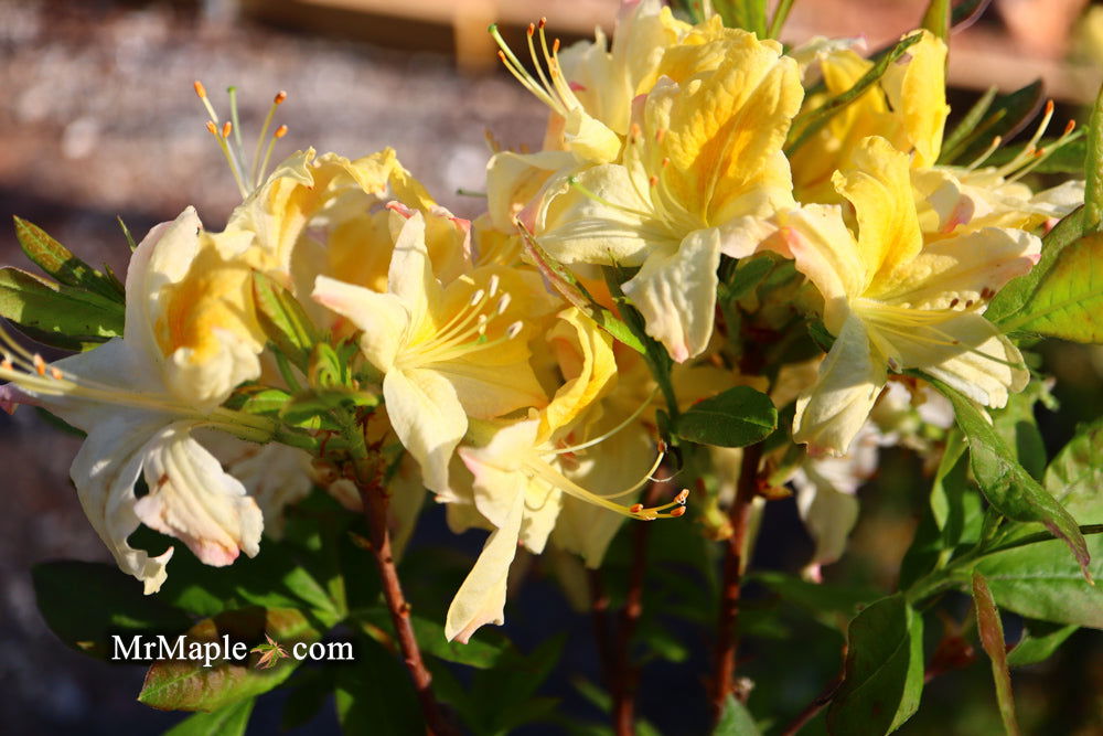 - Azalea 'Northern Hi-Lights’ White Flowers Deciduous Azalea - Mr Maple │ Buy Japanese Maple Trees