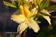 - Azalea 'Northern Hi-Lights’ White Flowers Deciduous Azalea - Mr Maple │ Buy Japanese Maple Trees