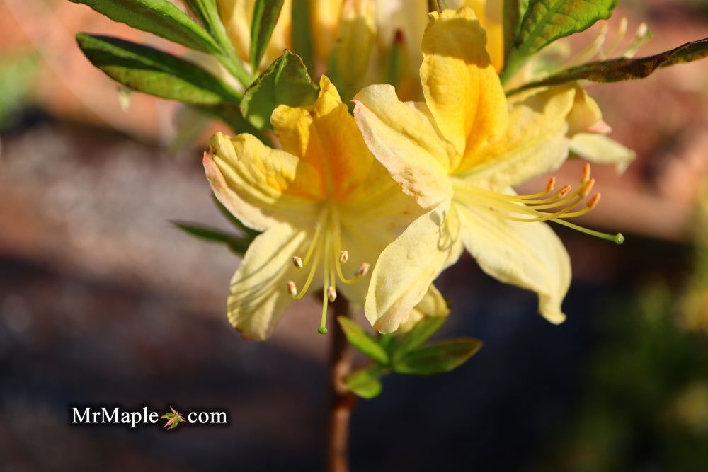 - Azalea 'Northern Hi-Lights’ White Flowers Deciduous Azalea - Mr Maple │ Buy Japanese Maple Trees