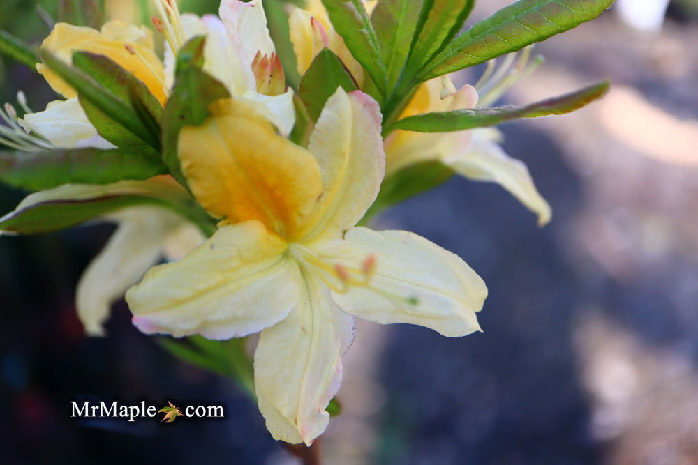 - Azalea 'Northern Hi-Lights’ White Flowers Deciduous Azalea - Mr Maple │ Buy Japanese Maple Trees